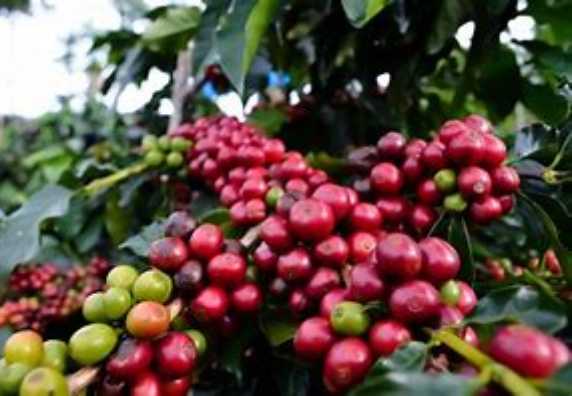 KOPI LIBERIKA 